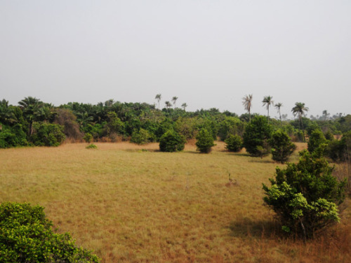 Nigeria Lekki Conservation Savannah