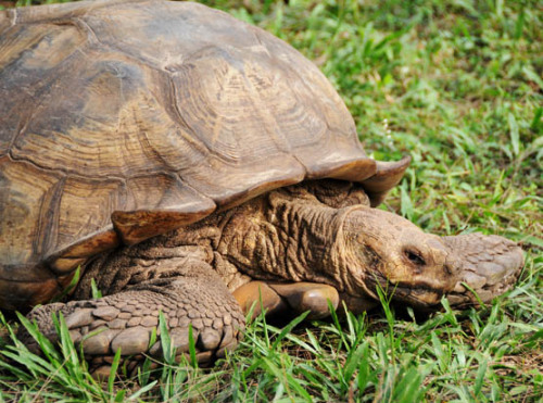 Nigeria Lekki Conservation Tortoise