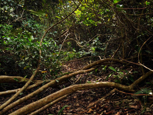 Nigeria Lekki Conservation Trail