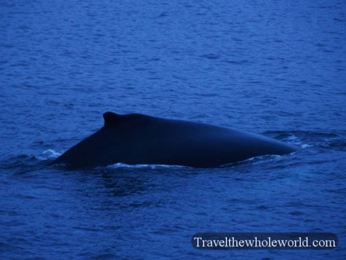 Norway Arctic Humpback