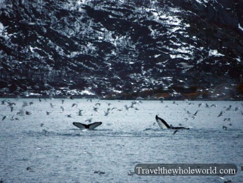 Norway Arctic Whales Feeding