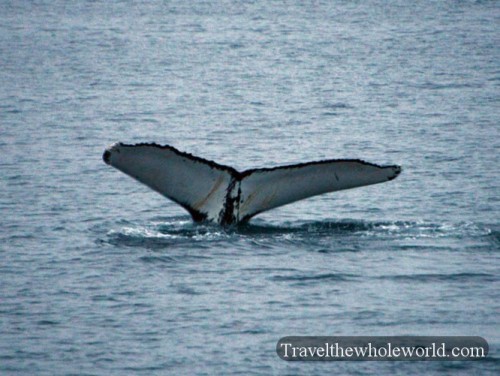 Norway Arctic Whale Tail