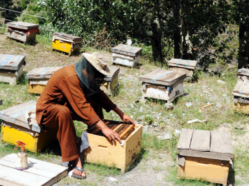 Pakistan Bee Keeper
