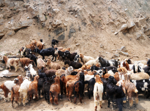 Pakistan Goats