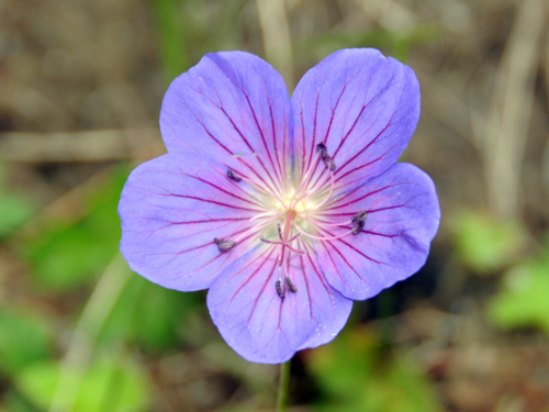 Pakistan Northern Area Flower
