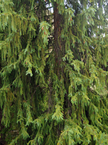 Pakistan Northern Area Tree