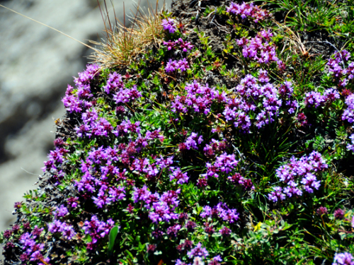 Pakistan Northern Areas Flowers