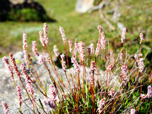 Pakistan Northern Areas Flowers