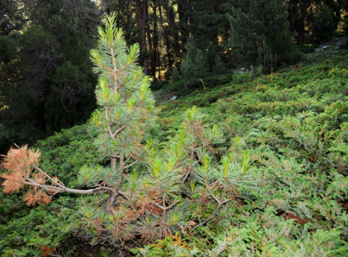 Pakistan Northern Areas Tree Little