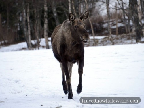 Sweden Moose Farm