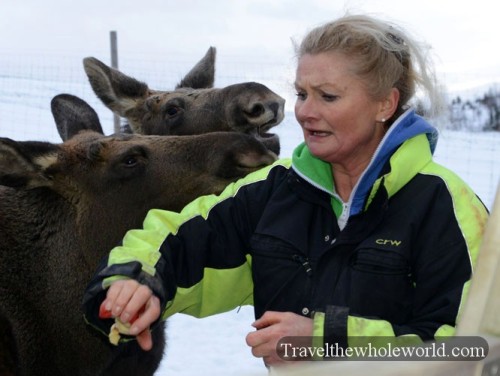 Sweden Moose Farm Feeding