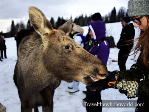 Sweden Moose Farm
