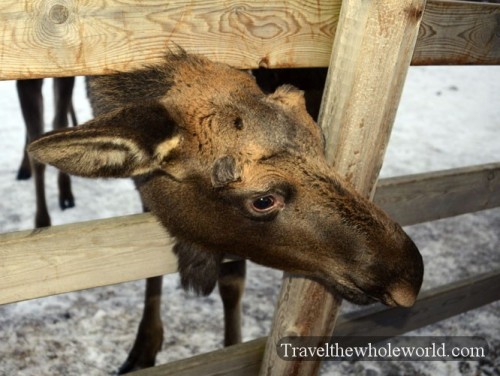Hungry Moose