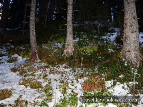 Sweden Tannforsen Forest
