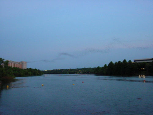 Texas Austin Bats