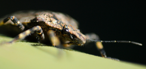 Texas Dallas Bug