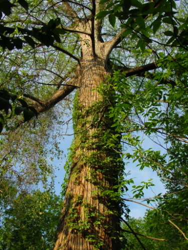 Texas Tree Huge