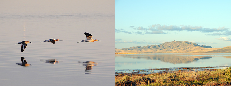 Antelope Island