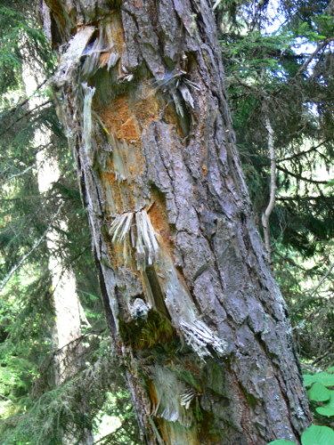 Georgia Borjomi Bear Marks