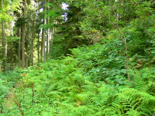 Georgia Borjomi Fern