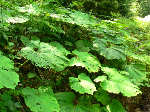 Georgia Borjomi Leaves