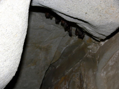 Georgia Uplistsikhe Bats