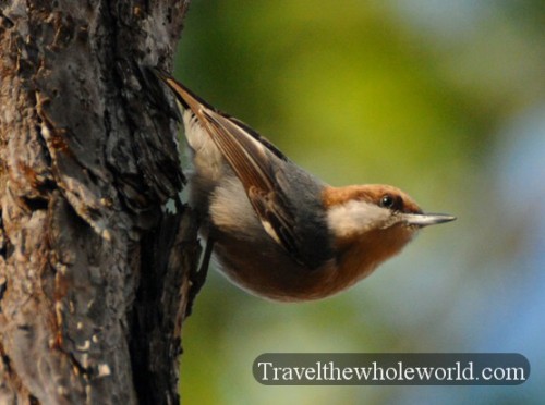 Mississippi Coast Bird
