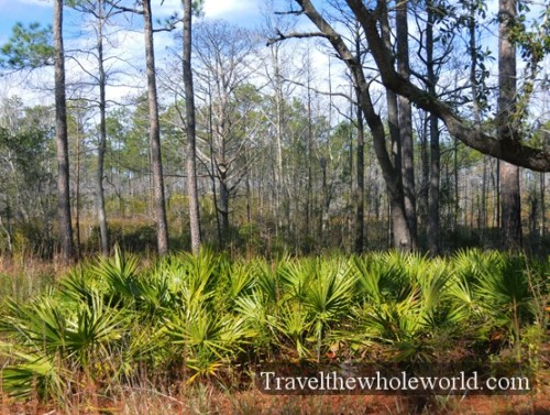 Mississippi Coast Ferns
