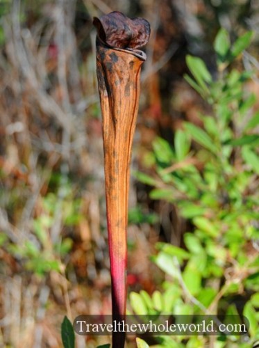 Mississippi Coast Plant