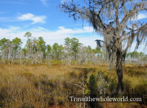 Mississippi Savannah