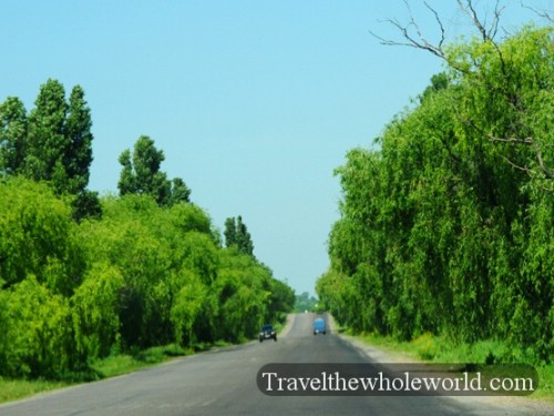Moldova Willows