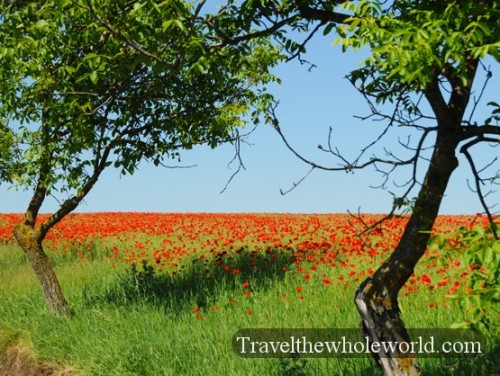 Moldova Flowers
