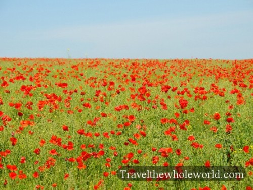 Moldova Red Flowers
