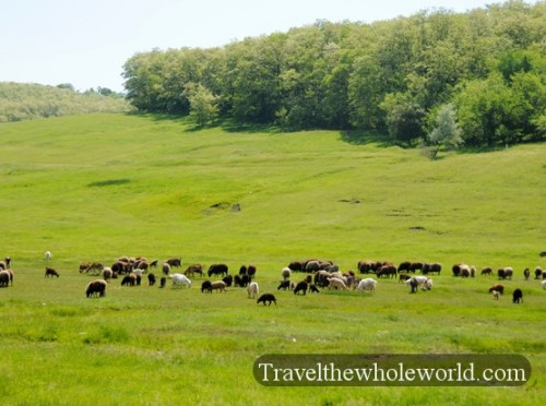 Moldova Sheep