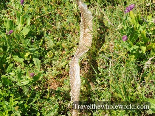 Moldova Snake Skin