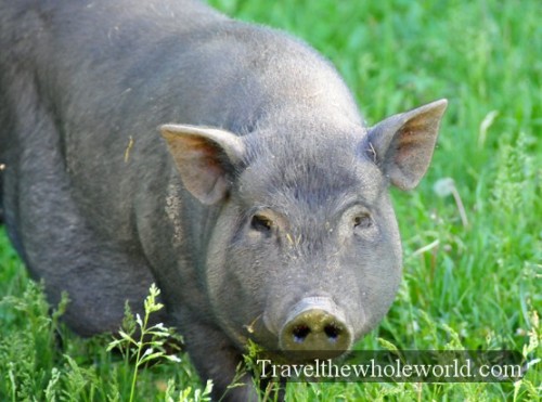 Moldova Wild Boar