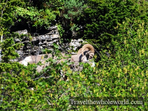 Glacier National Park Big Horn Sheep