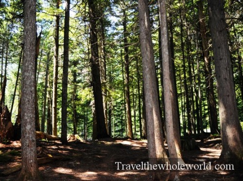 Glacier National Park Forest