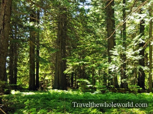 Montana Forest