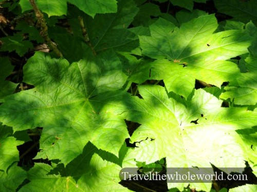 Glacier National Park Leaves