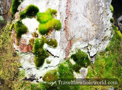 Glacier National Park Moss
