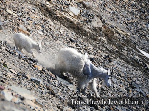 Mountain Goats Downhill