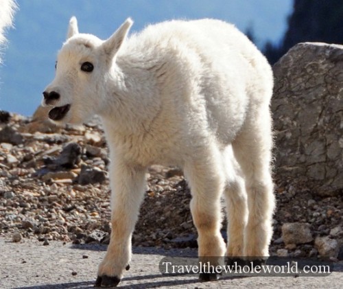 Kid Baby Mountain Goat