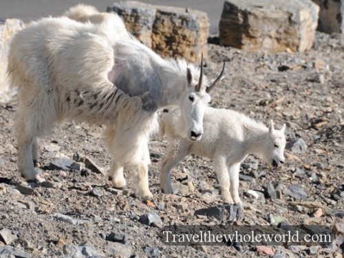 Mountain Goats