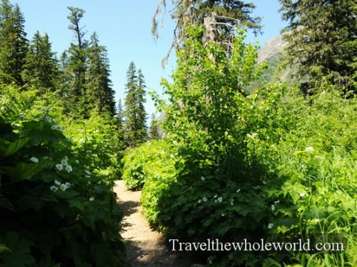Glacier National Park Trail