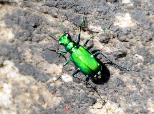 New York Hiking Metallic Green Bug