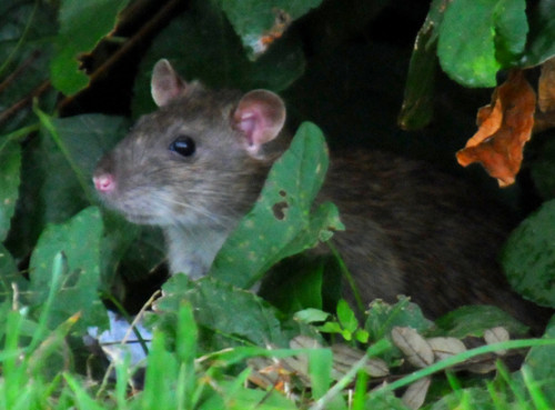 New York Rat