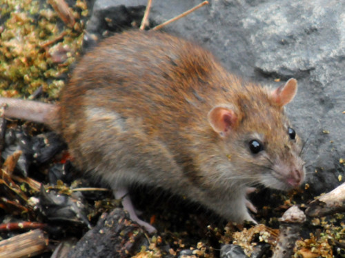 New York Hudson River Rat