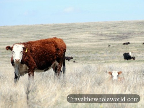 Eastern Oregon Cows