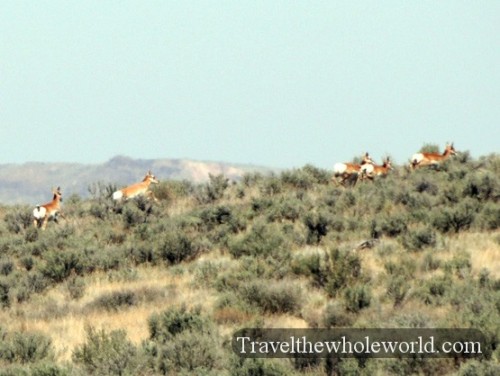 Eastern Oregon Deer